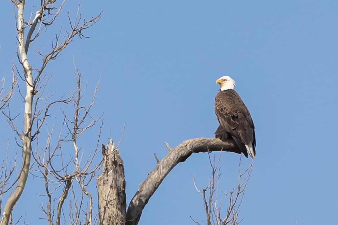 Mature Bald Eagle Resting in a tree